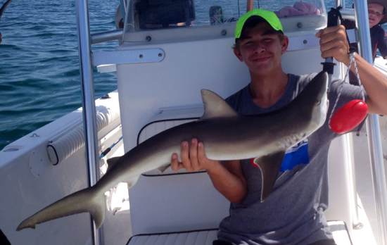 Inshore Shark